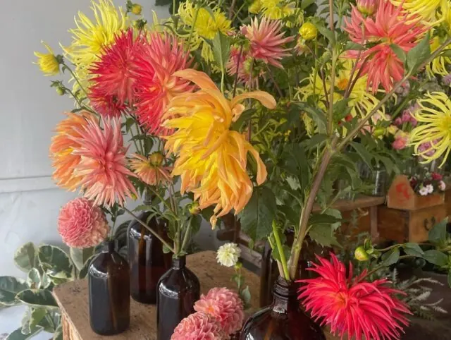Bright dahlias arranged in vintage amber glass bottles