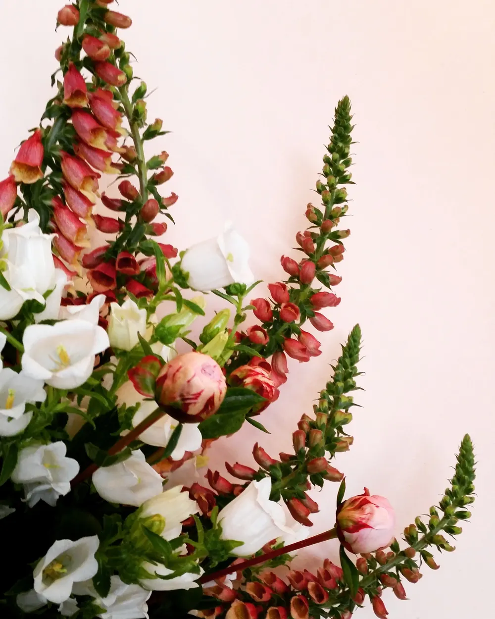 Spring foxgloves and peony buds with white campanula